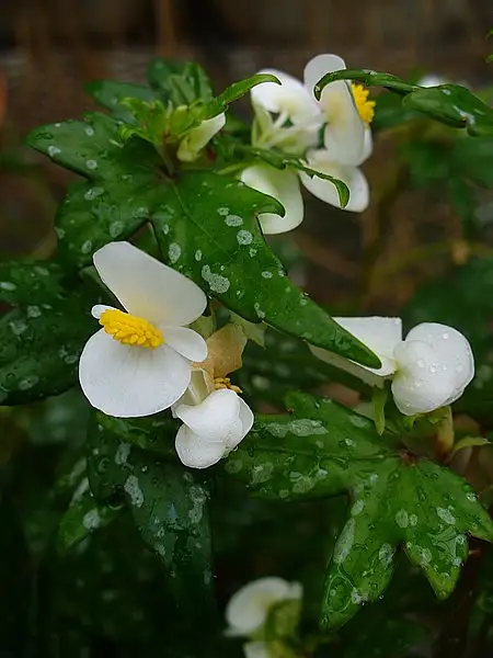 Mapleleaf Begonia