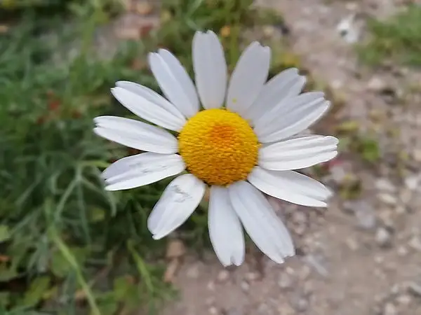 Marguerite