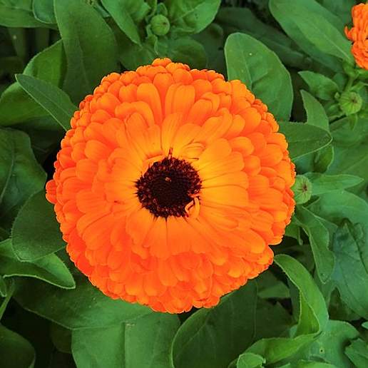 Calendula