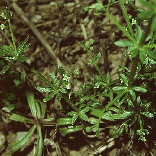 Marin County Bedstraw