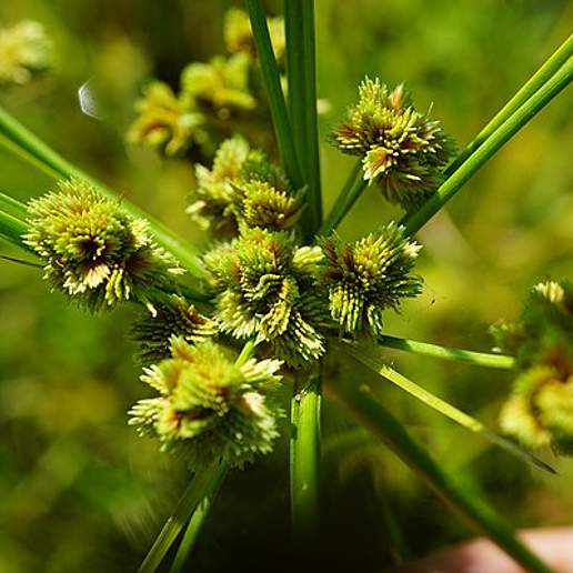Marsh Flatsedge