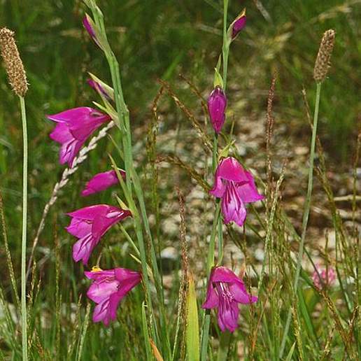 Marsh Gladiolus