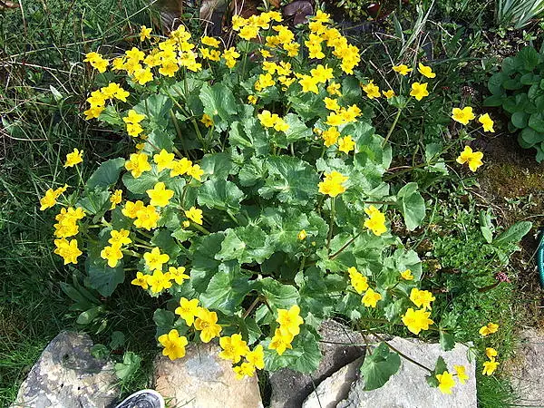 Marsh Marigold