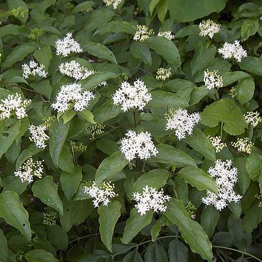 Rough Leaved Dogwood
