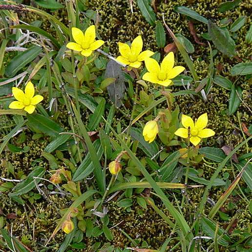 Yellow Marsh Saxifrage