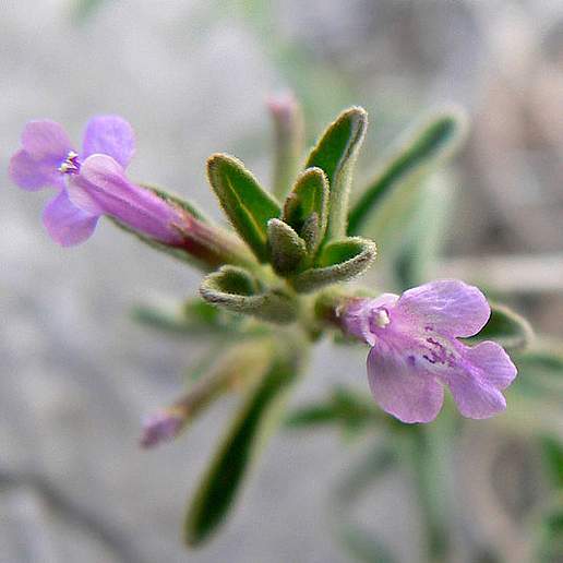 Drummond's False Pennyroyal