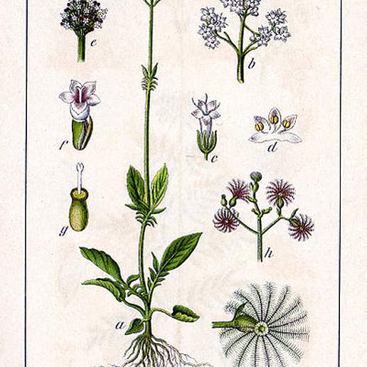 Marsh Valeriana