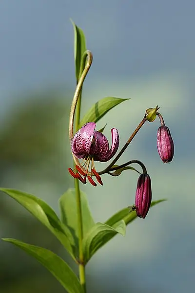 Turk's Cap Lily