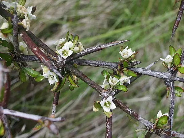Matagouri