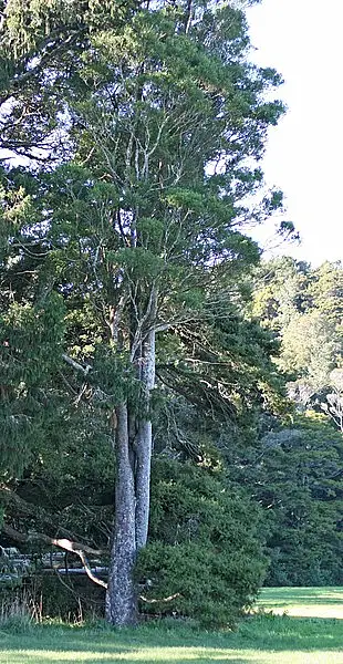 Black Pine