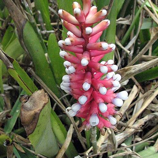 Bromeliad