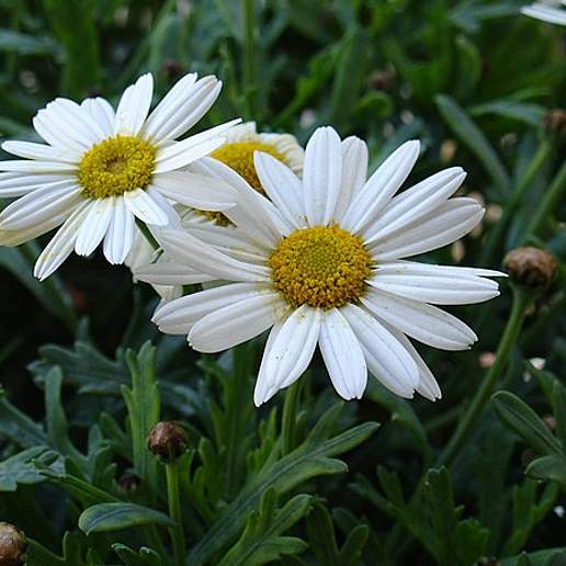 Shasta Daisy