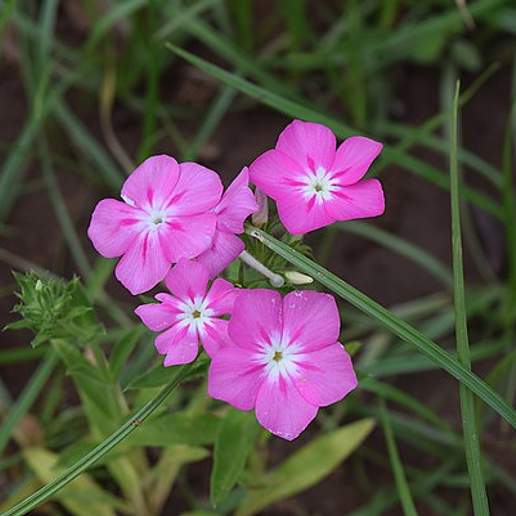 Annual Phlox