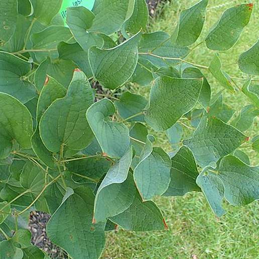 Blue Ridge Carrionflower