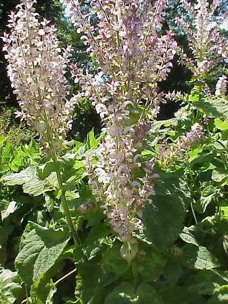 Europe Sage