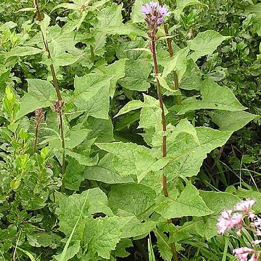 Alpine Blue Sow Thistle