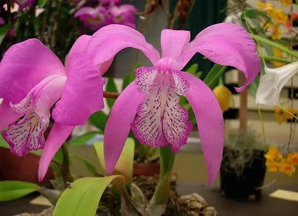 Mayflower Orchid