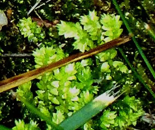 Creeping Spikemoss