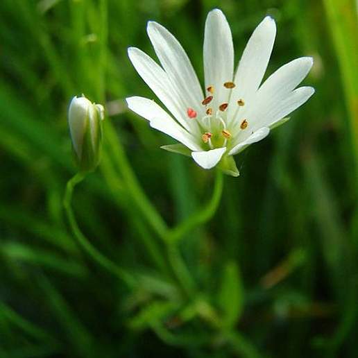 Meadow Starwort