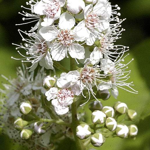 Meadowsweet