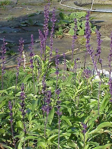 Mealy Cup Sage
