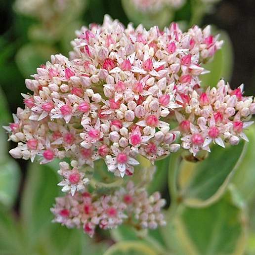 Garden Stonecrop
