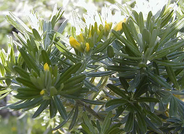 Needle Leaf Broom
