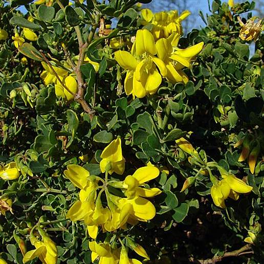 Shrubby Scorpion Vetch