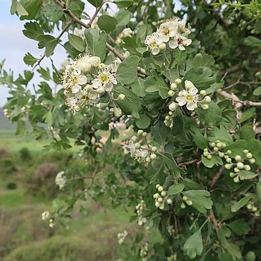 Mediterranean Medlar
