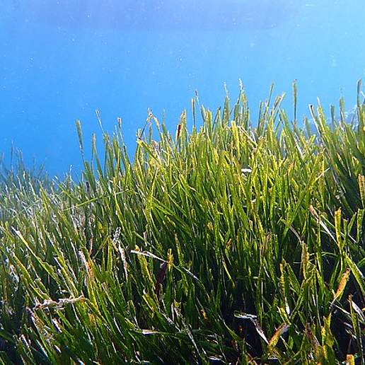 Posidonia