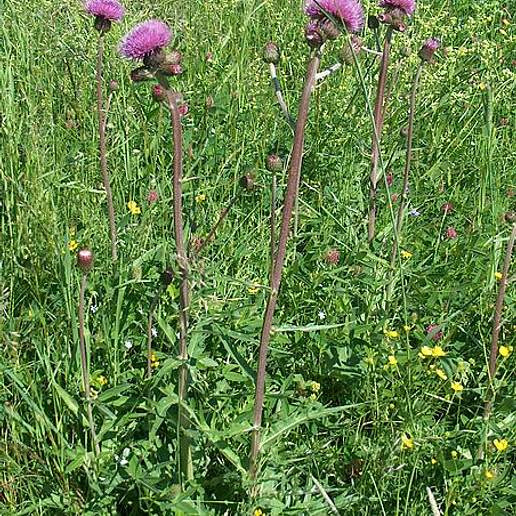 Cirsium Helenioides Angarense