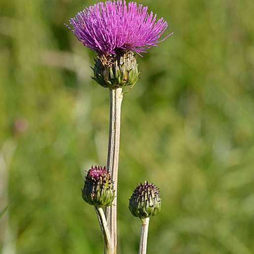 Melancholy Thistle