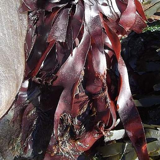 Fucus Soboliferus