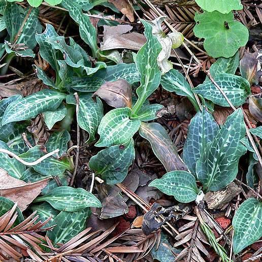 Western Rattlesnake Plantain