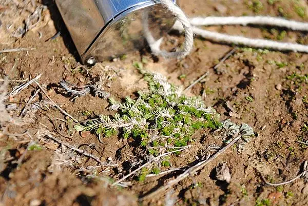 Mesa Spikemoss