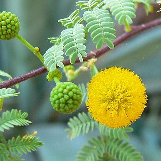 Acacia Constricta Benth.