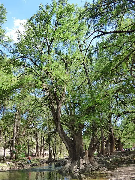Mexican Cypress