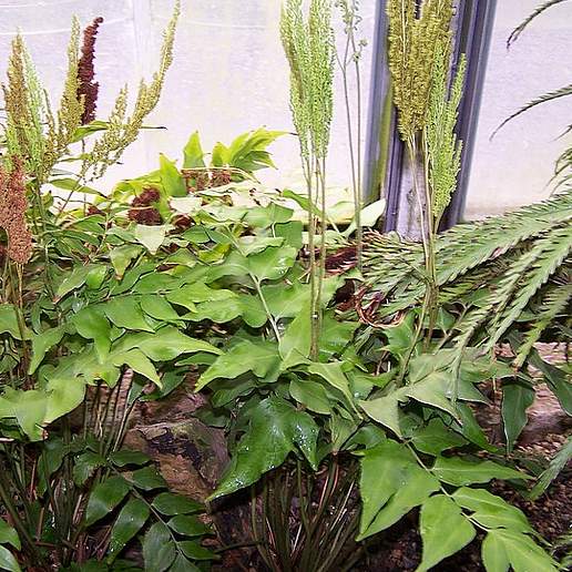 Mexican Flowering Fern