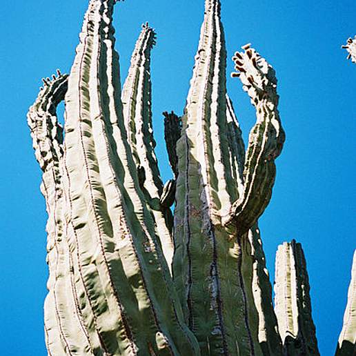 Elephant Cactus