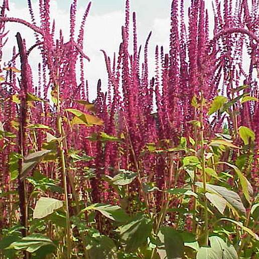 Purple Amaranth