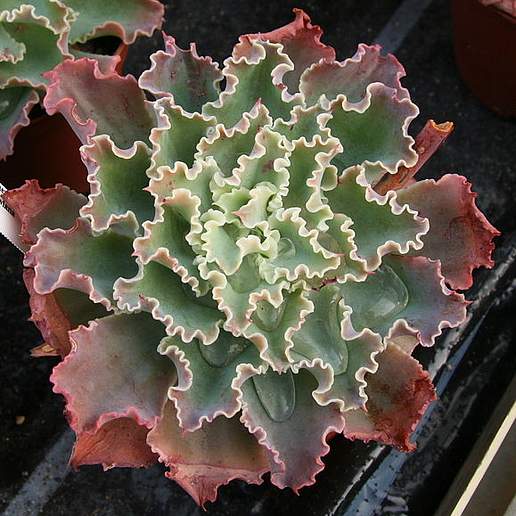 Warty Lettuce