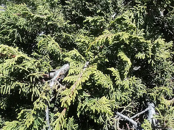 Montane Juniper