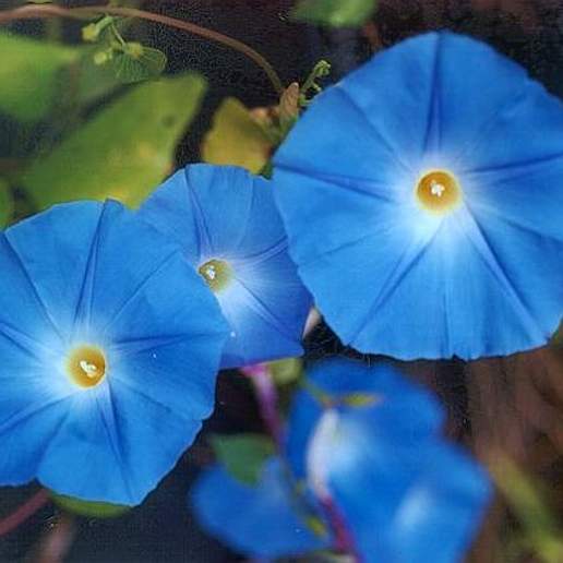 Heavenly Blue Morning Glory