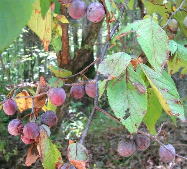 Bigtree Plum