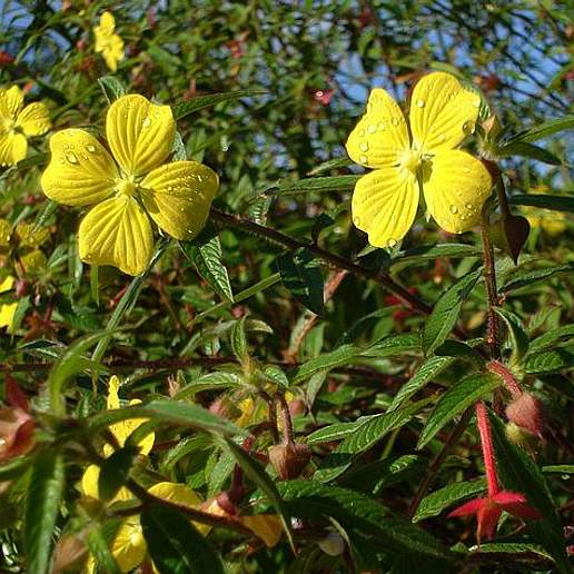 Mexican Primrose Willow