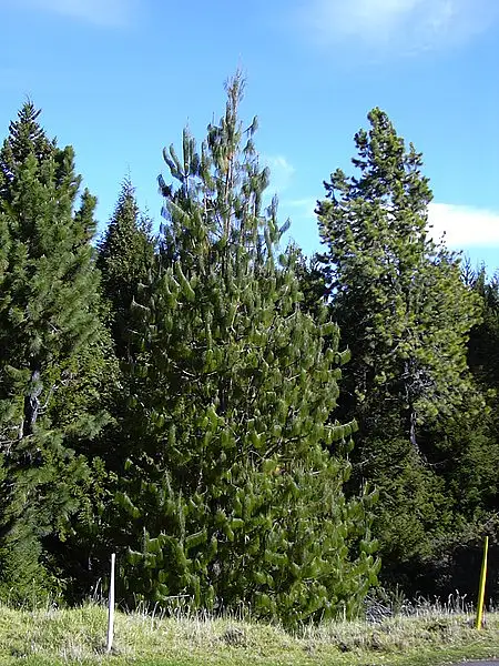 Hang Leaf Pine