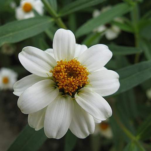 Narrowleaf Zinnia
