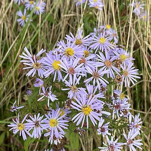 Michaelmas Daisy
