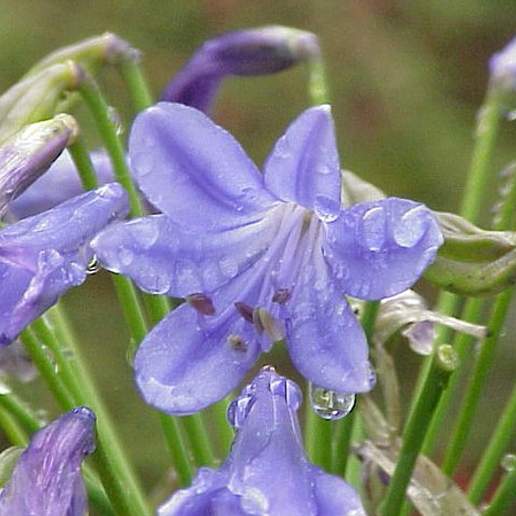 Agapanthus