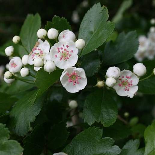 Midland Hawthorn